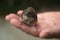 Finch chick in hand