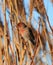 Finch lost in the reeds
