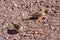Finches in the Australian desert