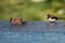 Finches in Bali splashing in water