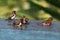 Finches in Bali splashing in water