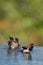 Finches in Bali splashing in water