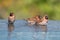 Finches in Bali splashing in water