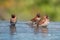 Finches in Bali splashing in water