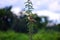 Finches Bird standing on the plant stem in the field.