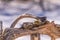 Finches fighting over seeds in Spring