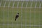 finches perched on an iron fence