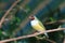 Finches sitting on a branch