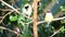 Finches sitting on a branch