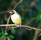 Finches sitting on a branch