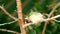 Finches sitting on a branch in forest