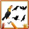 Find the correct shadow funny Toucan Bird. Education Game for Children