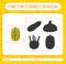 Find the correct shadows game with delicata squash. worksheet for preschool kids, kids activity sheet