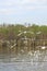 Find food from group of white seagull background soft focus fly