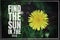 Find the sun in the dark, dandelion flower in nature