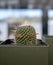 Finding Beauty in the Desert: A Vibrant and Unique Photo of a Majestic Cactus