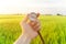 Finding a direction in nature on a wheat field. A man`s hand holds a compass