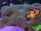 Finding Nemo on a Real Fish Tank Playing on a Mushroom Coral