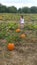 Finding a Pumpkin