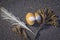 Finds on the beach of Iceland, seaweed, bird feather and shell