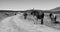 Fine art, black and white landscape photo of cows on a dirt road.