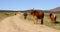 Fine art, color landscape photo of cows on a dirt road.