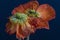 Fine art color macro of fading red yellow silk poppy blossoms on blue and blurry background in fantastic