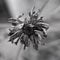 Fine art dried flower black and white photograph