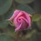 A fine art edit looking down onto a beautiful pink rosebud with tightly curled petals of a young rose bush