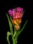 Fine art floral still life colorful macro of a flowering tulip blossom bouquet of four on black background