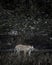 Fine art image of Indian wild royal bengal tiger head on with eye contact during outdoor safari at dhikala zone of jim corbett