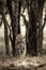 Fine art image of Indian wild royal bengal tiger on stroll walking head on portrait with eye contact at ranthambore national park
