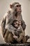 Fine art image of mother caring her baby. Rhesus macaque or Macaca mulatta monkey mother with her baby