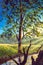 Fine art modern beautiful large tree and driftwood - fragment of acrylic painting