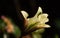 Fine art outdoor floral color macro of a single isolated sunlit white lily blossom