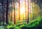 Fine art painting Summer Sunny Forest Trees And Green Grass. Nature park