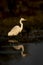 fine art portrait of great egret or ardea alba in isolated black background at keoladeo national park or bird sanctuary bharatpur