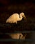 Fine art portrait of great egret or ardea alba in isolated black background and reflection in water at keoladeo national park or