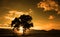 Fine art silhouette of single tree