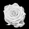 Fine art still life bright monochrome macro of a single isolated white rose blossom on black background