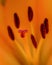 Fine art still life color macro image of the inner of an orange red lily blossom with shallow depth of field