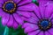Fine art still life color macro of a wide open violet blue cape daisy marguerite blossom pair
