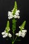 Fine art still life colorful macro image of a green white straight false  dragonhead/obedient/obedience plant with three blossoms