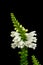 Fine art still life colorful macro image of a single isolated blossom of a green white false dragonhead/obedient/obedience plant