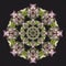 Fine art still life floral geometrical pastel color pattern mandala of pink green astrantias