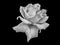 Fine art still life monochrome black and white flower macro photo of a wide open rose blossom