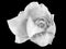 Fine art still life monochrome black and white flower top view rose macro