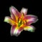 Fine art still life neon colored floral fantasy macro of a single isolated lily