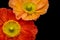 Fine art still life vibrant macro of a a pair of orange red silk poppy blossoms isolated on black background with detailed
