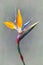 fine art Strelitzia flower